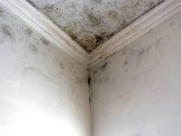 Why You Should Choose Our Mold Remediation Services in East Peoria, IL