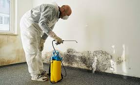 Trusted East Peoria, IL Mold Prevention & Removal  Experts