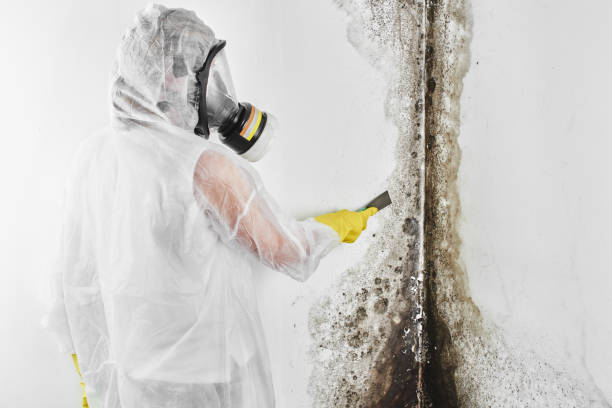 Best Biohazard Mold Removal  in East Peoria, IL