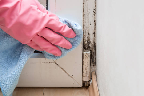 Best HVAC Mold Inspection and Cleaning  in East Peoria, IL