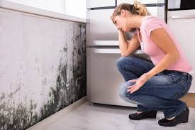 Best Basement Mold Removal  in East Peoria, IL